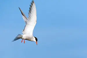 Greek Prints: Common Tern, Sterna hirundo