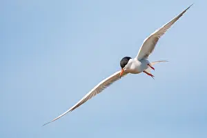 Greek Prints: Common Tern, Sterna hirundo