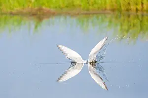 Greek Prints: Common Tern, Sterna hirundo