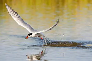 Greek Prints: Common Tern, Sterna hirundo