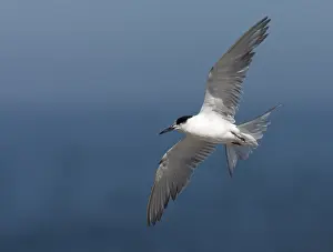 Images Dated 8th December 2007: Common Tern, Sterna hirundo