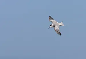 Images Dated 8th December 2007: Common Tern, Sterna hirundo