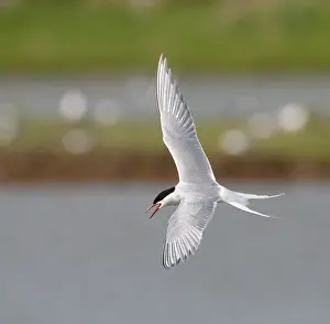 Images Dated 1st May 2009: Common Tern, Sterna hirundo