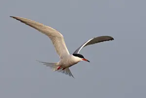 Images Dated 1st May 2009: Common Tern, Sterna hirundo
