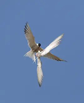 Images Dated 1st May 2009: Common Tern, Sterna hirundo