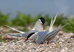 Love Prints: Common Tern, Sterna hirundo