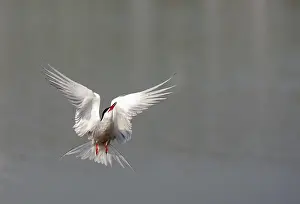 Images Dated 1st May 2009: Common Tern, Sterna hirundo