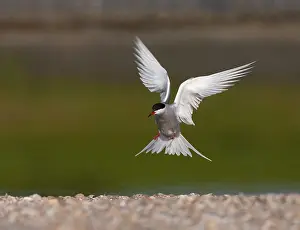 Images Dated 13th May 2006: Common Tern, Sterna hirundo