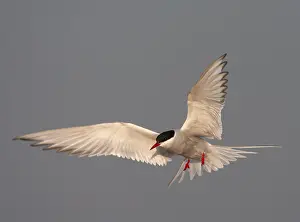 Images Dated 13th May 2006: Common Tern, Sterna hirundo