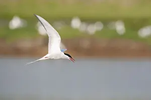 Images Dated 1st May 2009: Common Tern, Sterna hirundo