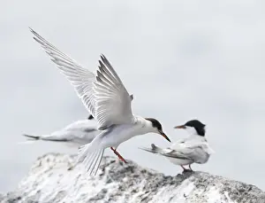 Images Dated 26th August 2017: Common Tern, Sterna hirundo