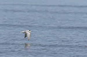 Images Dated 13th September 2017: Common Tern, Sterna hirundo
