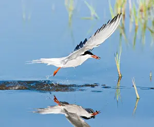 Saltpans Prints: Common Tern, Sterna hirundo