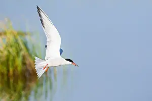 Saltpans Prints: Common Tern, Sterna hirundo