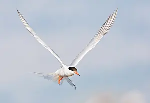Saltpans Prints: Common Tern, Sterna hirundo