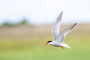 Saltpans Prints: Common Tern, Sterna hirundo