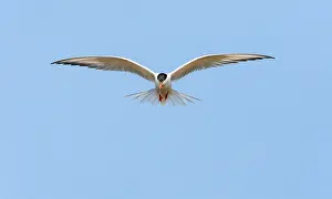 Saltpans Prints: Common Tern, Sterna hirundo