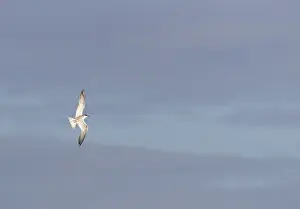 Images Dated 1st October 2017: Common Tern, Sterna hirundo