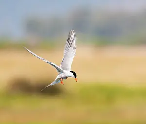 Saltpans Prints: Common Tern, Sterna hirundo