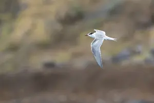 Images Dated 26th August 2017: Common Tern, Sterna hirundo