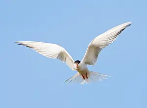Saltpans Prints: Common Tern, Sterna hirundo