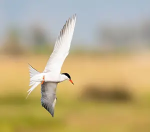 Saltpans Prints: Common Tern, Sterna hirundo