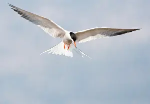 Saltpans Prints: Common Tern, Sterna hirundo