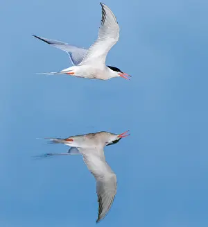 Saltpans Prints: Common Tern, Sterna hirundo