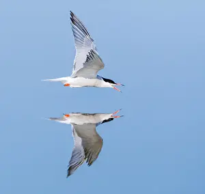 Saltpans Prints: Common Tern, Sterna hirundo