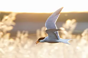 Saltpans Prints: Common Tern, Sterna hirundo