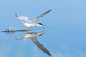 Saltpans Prints: Common Tern, Sterna hirundo
