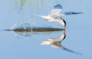 Saltpans Prints: Common Tern, Sterna hirundo