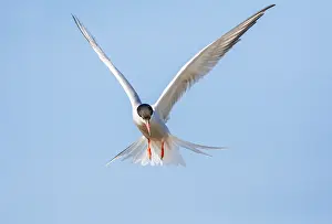 Images Dated 1st June 2009: Common Tern, Sterna hirundo