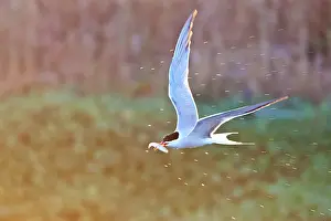 Greek Prints: Common Tern, Sterna hirundo