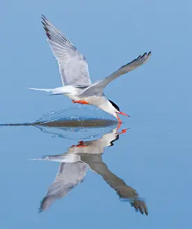 Mirror Prints: Common Tern, Sterna hirundo