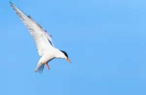 Images Dated 7th June 2009: Common Tern, Sterna hirundo