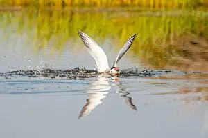 Images Dated 1st June 2009: Common Tern, Sterna hirundo
