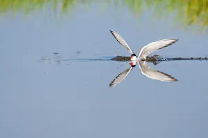 Images Dated 1st June 2009: Common Tern, Sterna hirundo