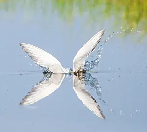 Images Dated 1st June 2009: Common Tern, Sterna hirundo