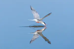 Drink Prints: Common Tern, Sterna hirundo