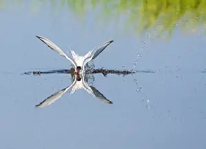 Images Dated 1st June 2009: Common Tern, Sterna hirundo