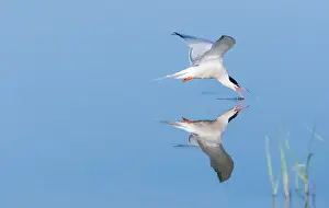 Drink Prints: Common Tern, Sterna hirundo