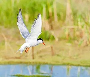 Images Dated 7th June 2009: Common Tern, Sterna hirundo