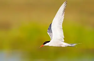 Images Dated 1st June 2009: Common Tern, Sterna hirundo