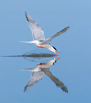 Greek Prints: Common Tern, Sterna hirundo