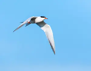Images Dated 7th June 2009: Common Tern, Sterna hirundo