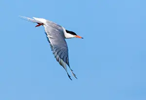 Greek Prints: Common Tern, Sterna hirundo