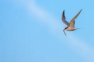 Greek Prints: Common Tern, Sterna hirundo