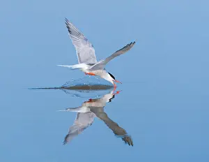Images Dated 7th June 2009: Common Tern, Sterna hirundo