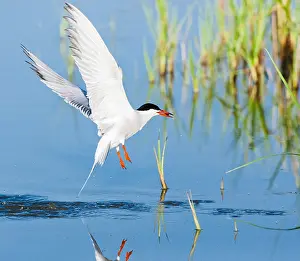 Saltpans Prints: Common Tern, Sterna hirundo
